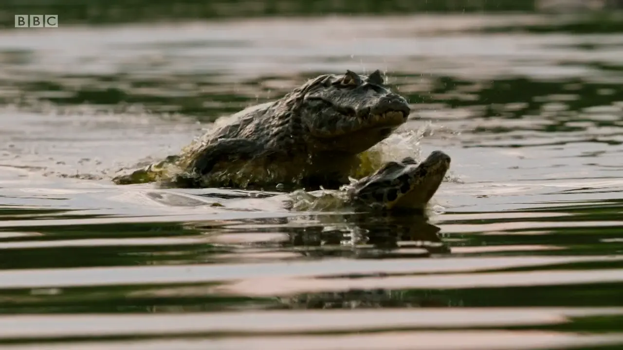 Yacare caiman (Caiman yacare) as shown in The Mating Game - Freshwater: Timing is Everything